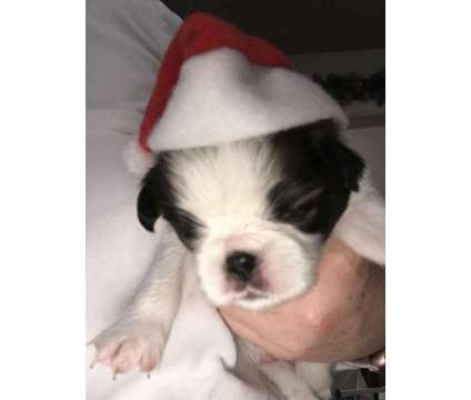 Japanese Chin Male Sable/white 