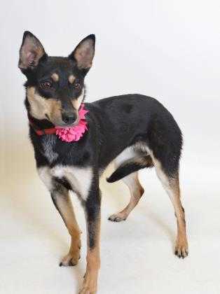 Adopt 57118 Bindi a Black Australian Kelpie / Australian Cattle Dog / Mixed dog