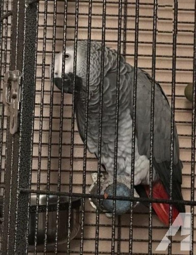 Stunning African Grey Parrot With Corner Cage