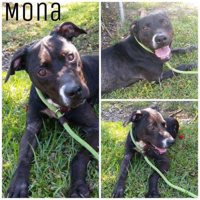 Adopt Mona a American Staffordshire Terrier