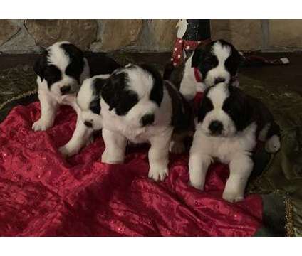 wewarges Saint Bernard puppies available
