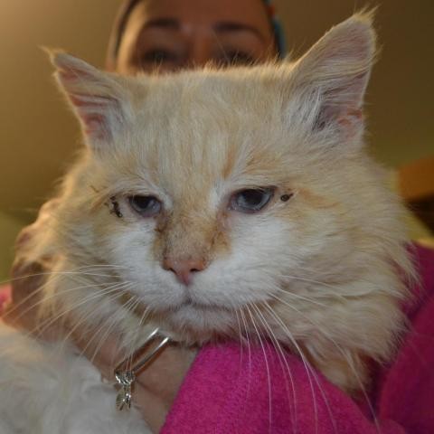 Adopt Spot a Orange or Red Siamese cat in Lyndhurst, VA (24688913)