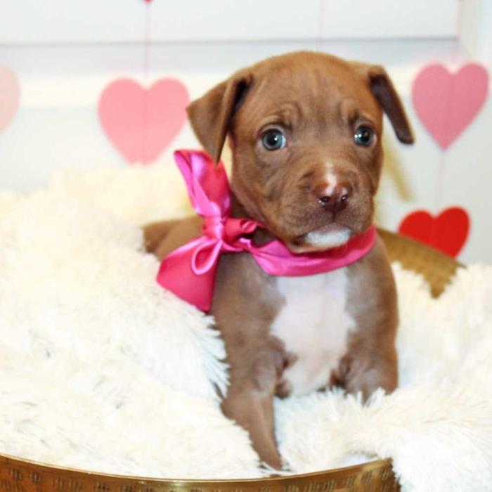 Adopt Doll Face a Brown/Chocolate - with White Labrador Retriever / Pit Bull