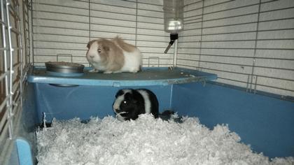 Guinea pigs with cage