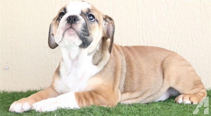 Two adorable English Bulldog Puppies 10 week old puppies