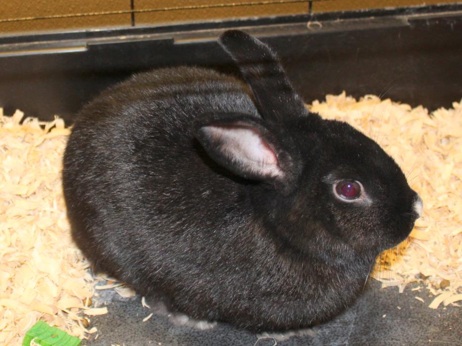 Adopt Bugs Luann McHops a Black Dwarf / Mixed (short coat) rabbit in Yucca