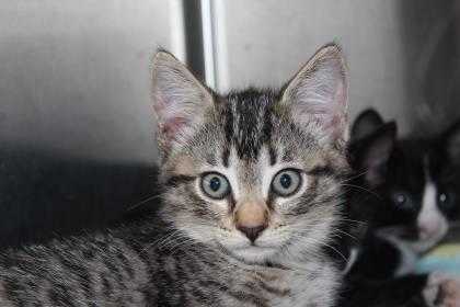 Adopt Zara a Tan or Fawn Domestic Shorthair / Domestic Shorthair / Mixed cat in