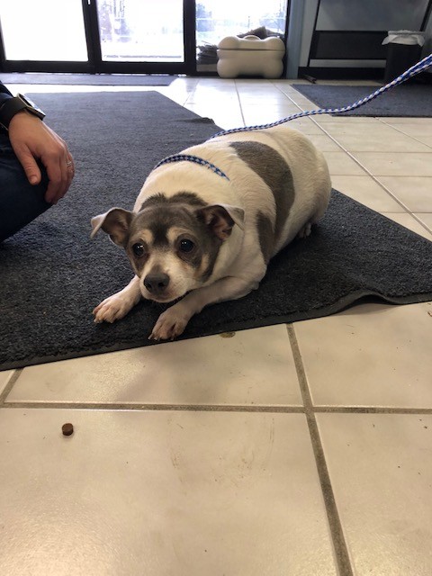 Adopt Bubba a White Rat Terrier / Mixed dog in Aurora, IL (20546976)