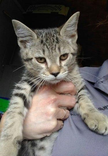 Adopt Finn a Domestic Shorthair / Mixed (short coat) cat in Metter