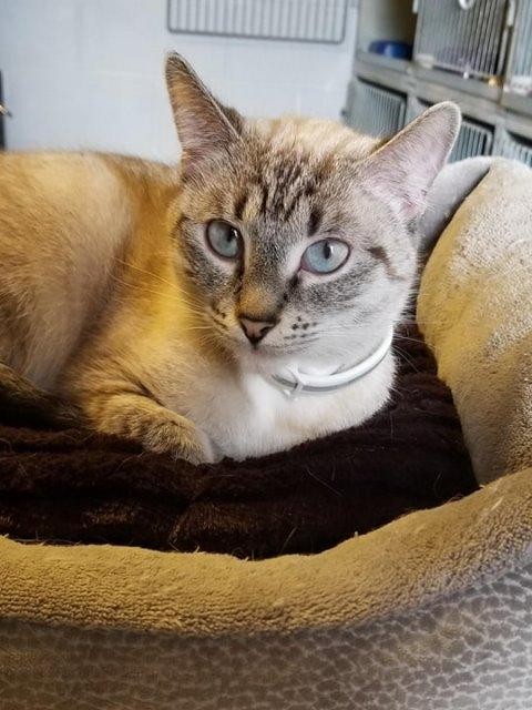 Adopt Nova a Siamese / Mixed (short coat) cat in Metter, GA (24689427)