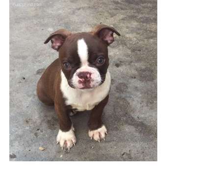 xxvxvx These adorable Boston terrier pups are ready for a new loving home