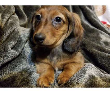 Dachshunds. Price reduced