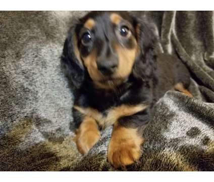 Dachshunds. Price reduced