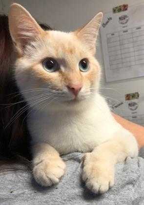 Adopt Ben a Cream or Ivory Siamese / Mixed cat in Richmond, IN (20546090)