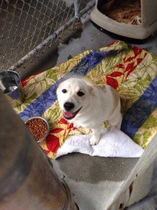 Adopt Dalilah a White Mixed Breed (Large) / Mixed dog in Myrtle Beach