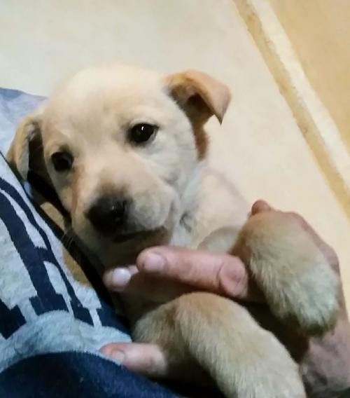 Adopt MAVERICK a Labrador Retriever / Mixed dog in Pena Blanca, NM (20546248)
