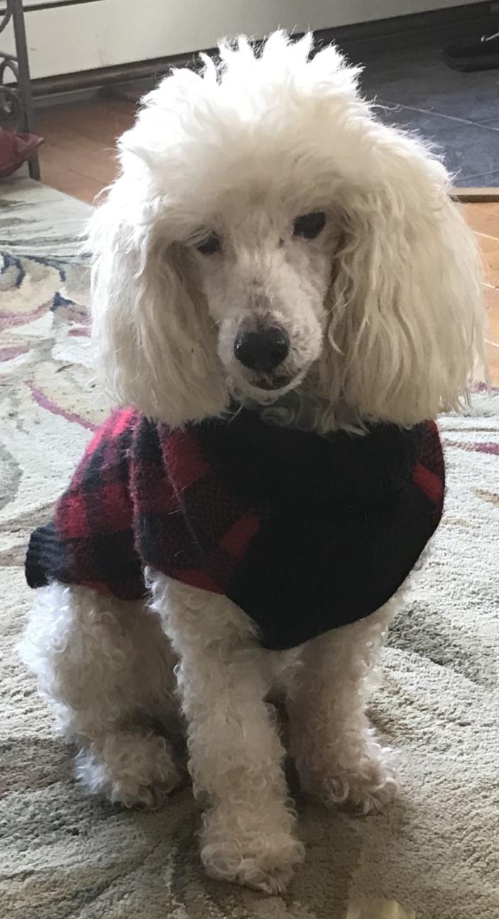 Adopt Peppy a White Miniature Poodle / Mixed dog in Warwick, NY (24640036)