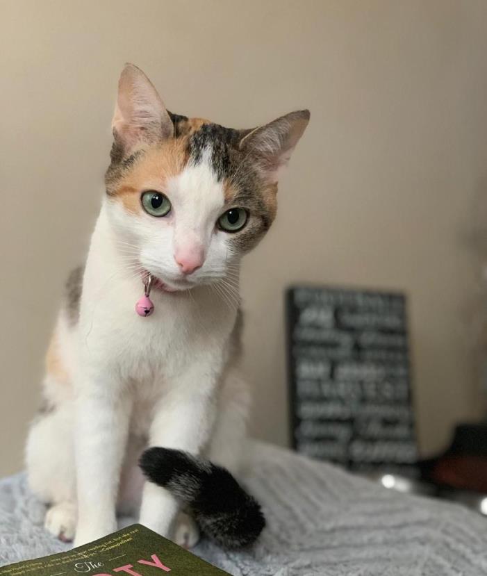 Adopt ZOEY a Calico or Dilute Calico Calico (short coat) cat in Cliffside Park