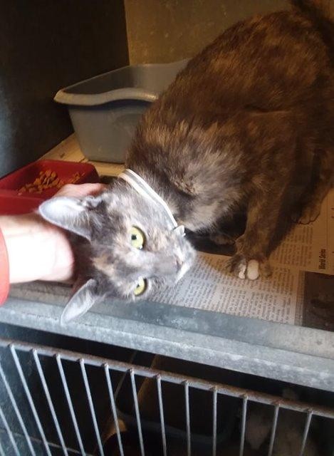 Adopt Issa a Calico / Mixed (short coat) cat in Metter, GA (24689425)