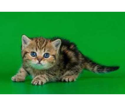 bvcgnfx Scottish fold kittens available