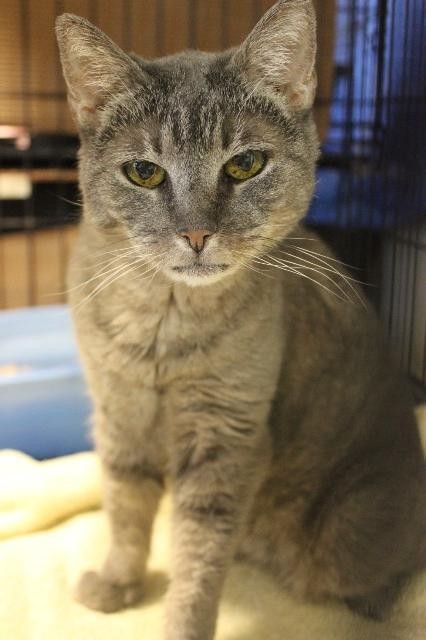 Adopt Sweetie aka Royal a Domestic Shorthair / Mixed (short coat) cat in