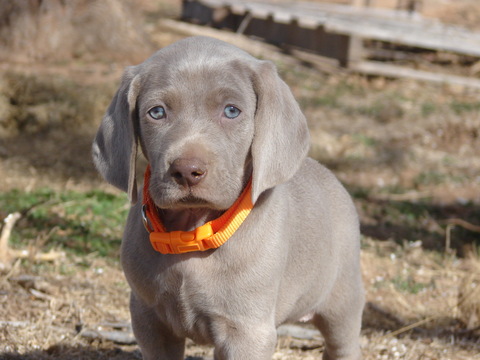 Weimaraner PUPPY FOR SALE ADN-61364 - AKC Weimaraner Puppies