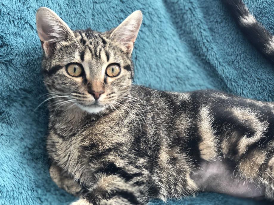Adopt SHIRLEY - GIVE ME A CHANCE! a Brown Tabby Domestic Shorthair (short coat)