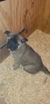 Akita PUPPY FOR SALE ADN-112863 - American Akita AKC