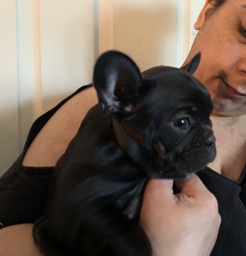 French Bulldog PUPPY FOR SALE ADN-118867 - 11 WEEK OLD BLACK FEMALE FRENCHIE