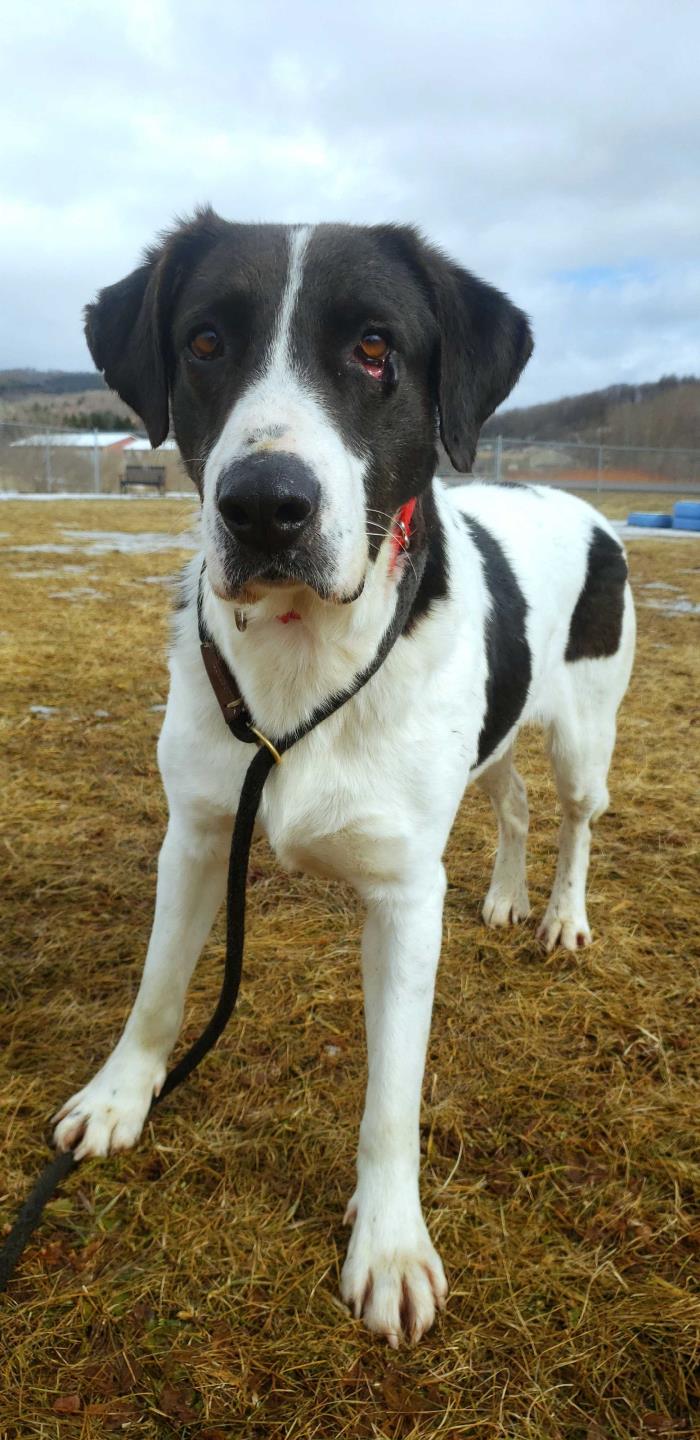 Adopt Conan a Black - with White Hound (Unknown Type) / Great Dane / Mixed dog