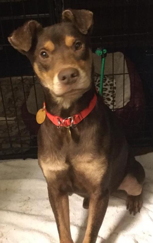 Adopt Hershey a Red/Golden/Orange/Chestnut - with White Doberman Pinscher /