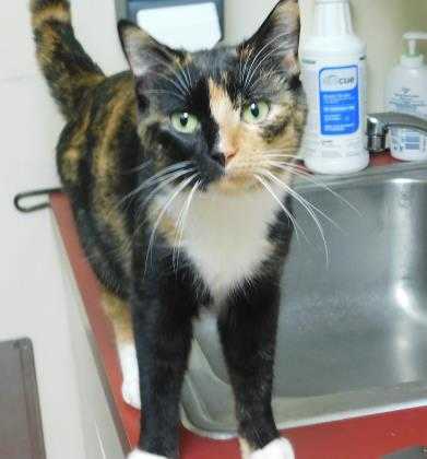 Adopt Ginger a All Black Domestic Shorthair / Domestic Shorthair / Mixed cat in