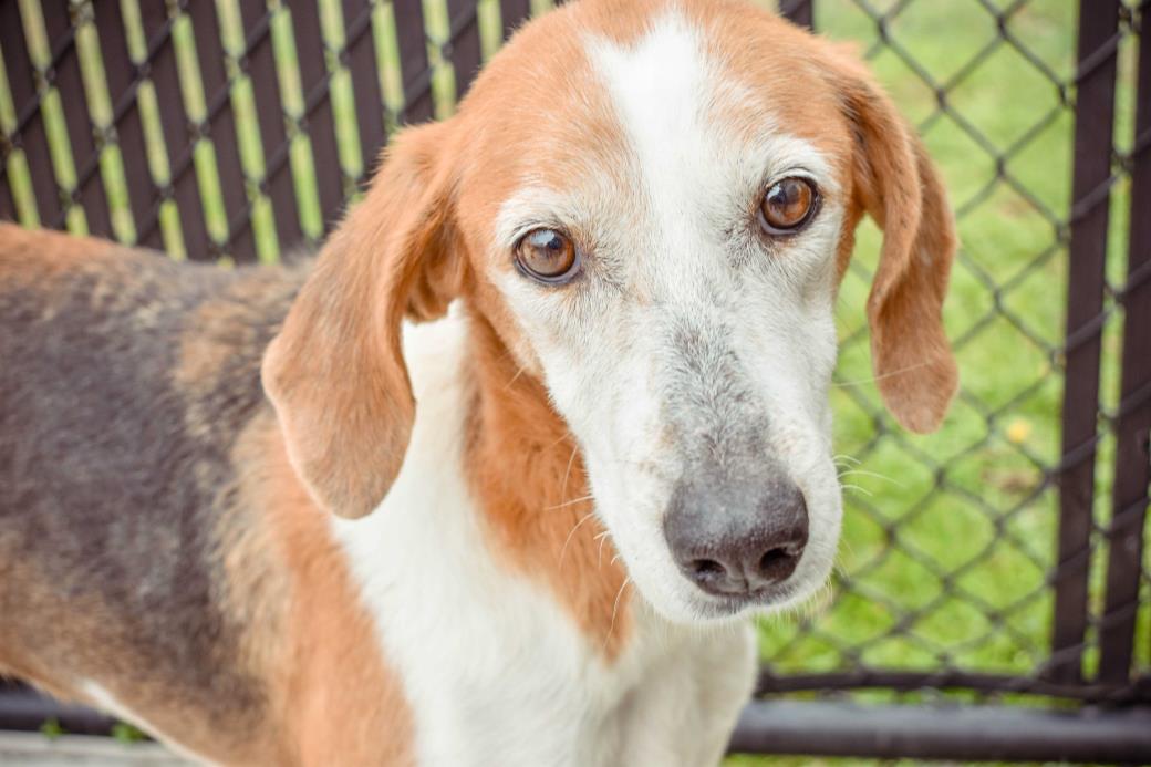 Adopt Wilma a Tricolor (Tan/Brown & Black & White) Hound (Unknown Type) / Mixed