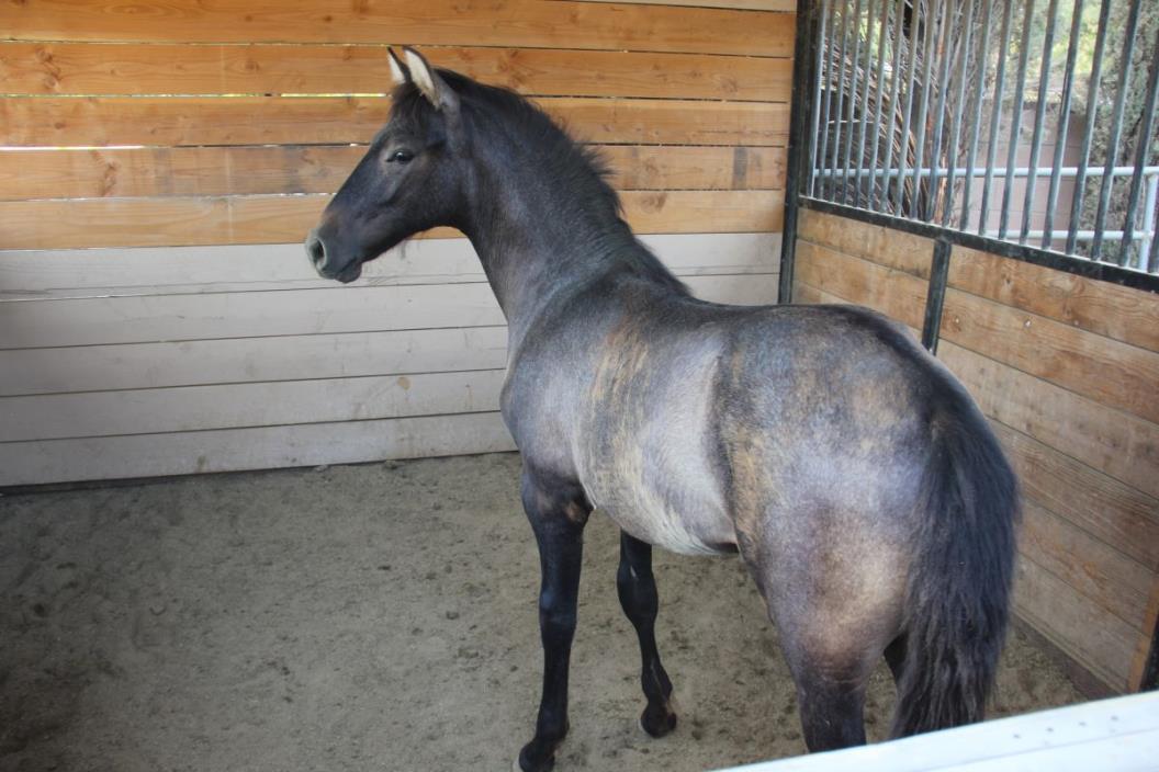 Andalusian Colt Horse for sale