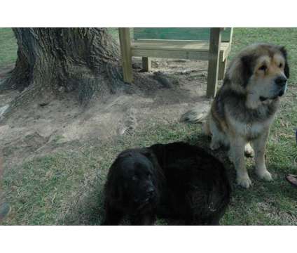 Tibetian Mastiff Puppies Champion Bloodlines