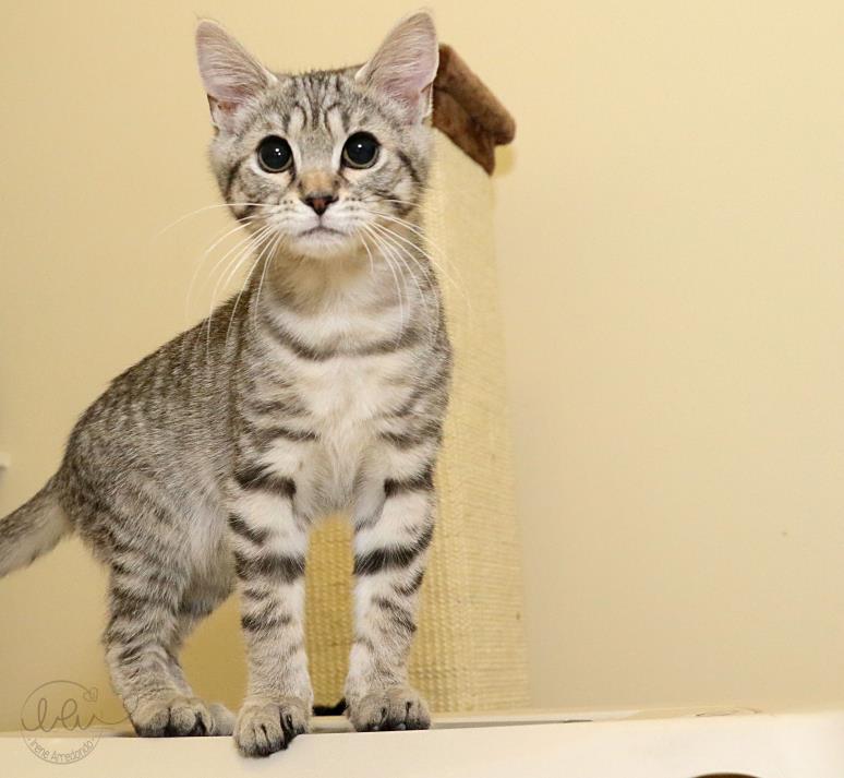 Adopt Ryker a Gray, Blue or Silver Tabby Domestic Shorthair (short coat) cat in