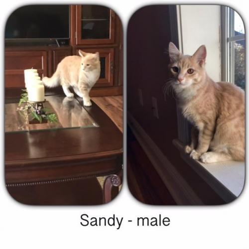 Adopt Sandy a Tabby, Domestic Short Hair