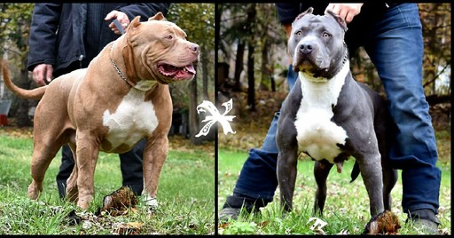 American Pit Bull Terrier PUPPY FOR SALE ADN-60674 - UKC Pitbull ABKC American