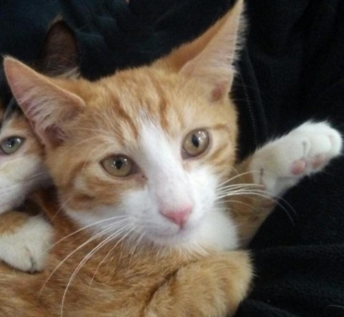 Adopt Ricky a Orange or Red (Mostly) Domestic Shorthair / Mixed (short coat) cat