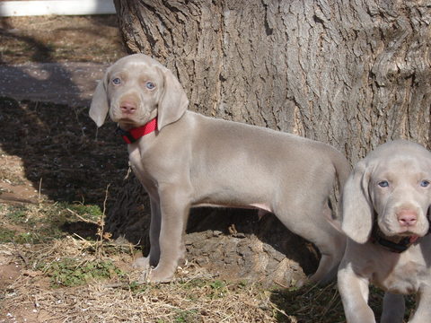 Weimaraner PUPPY FOR SALE ADN-61363 - AKC Weimaraner Puppies