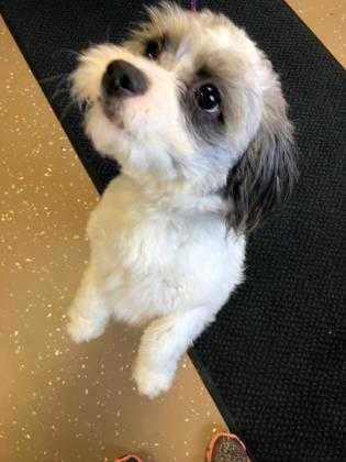 Adopt Bandit a White Shih Tzu / Poodle (Miniature) / Mixed dog in Wisconsin