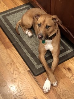 Adopt Carmen a Brown/Chocolate Mixed Breed (Medium) / Mixed dog in Polson