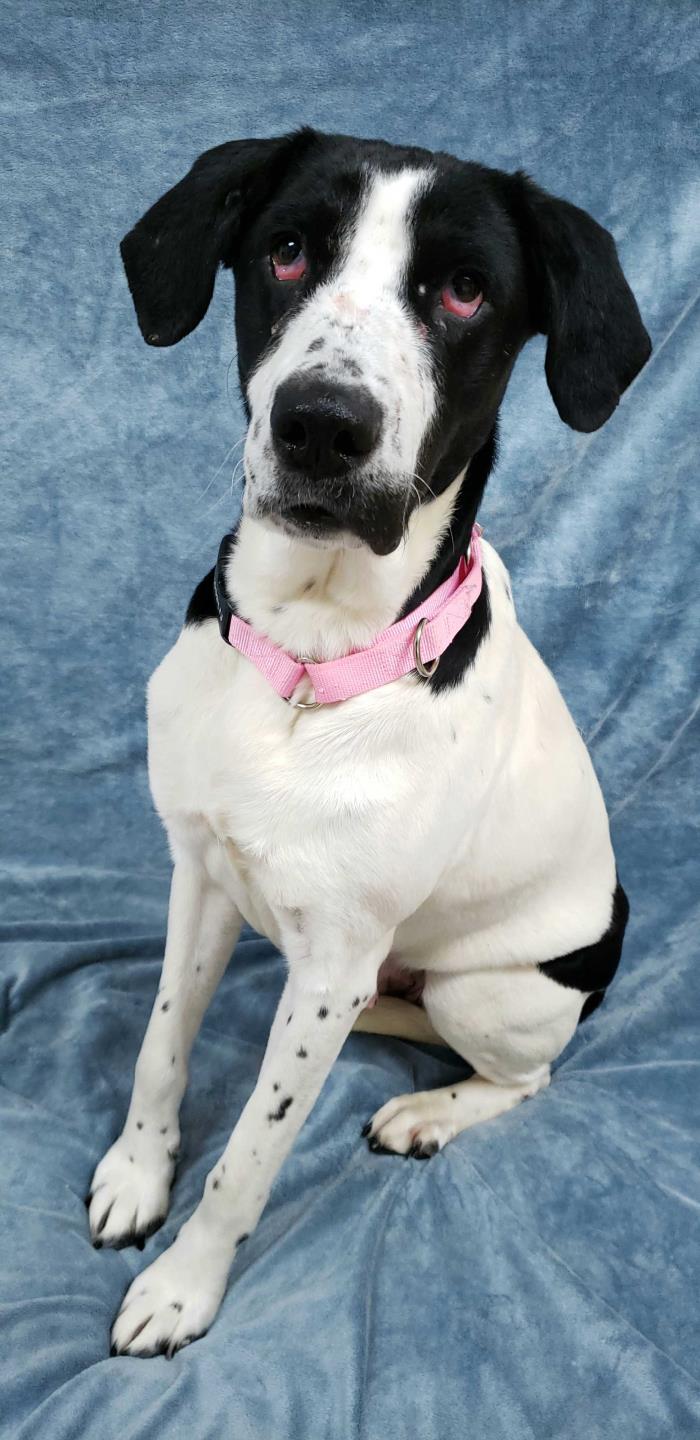 Adopt Kira a Black - with White Hound (Unknown Type) / Great Dane / Mixed dog in