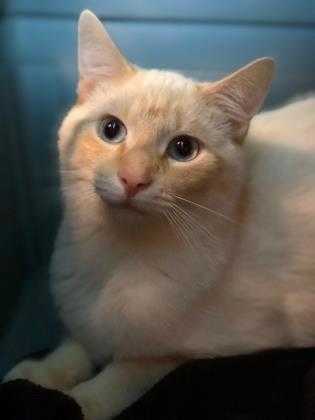 Adopt Jerry a Cream or Ivory Siamese / Mixed cat in Richmond, IN (20546136)