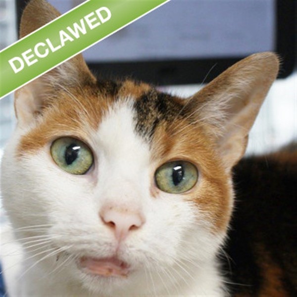 Adopt Pumpkin a Domestic Shorthair / Mixed cat in Des Moines, IA (20711979)