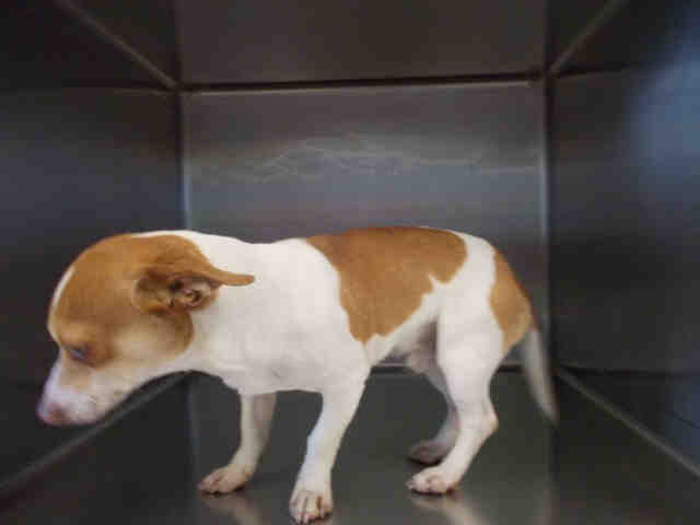 Adopt A019127 a Rat Terrier, Mixed Breed