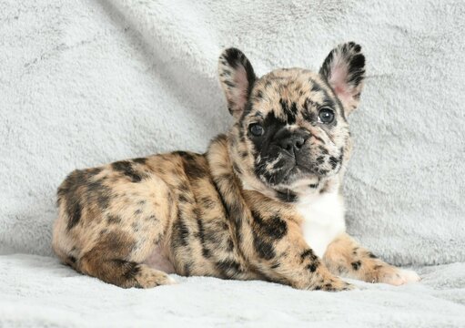 French Bulldog PUPPY FOR SALE ADN-120413 - Cute AKC French bulldog Puppies Await