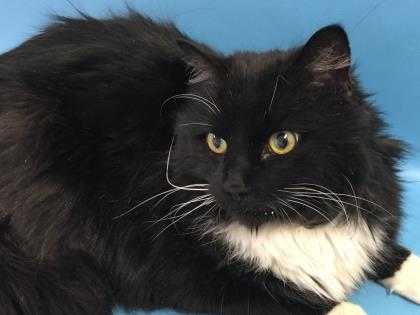 Adopt Gibbs a All Black Domestic Mediumhair / Domestic Shorthair / Mixed cat in