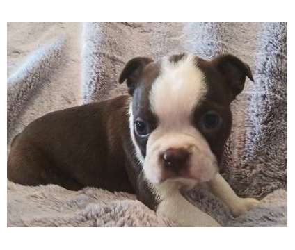 mfgyjhrs Boston Terrier puppies available
