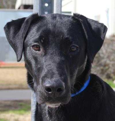 Adopt Captain a Black Labrador Retriever / Mixed dog in Columbiana